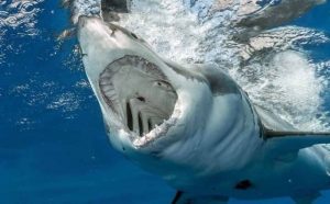 Pourquoi rêver de nourrir un requin ?