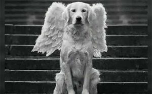 Pourquoi rêver de perdre son chien ?