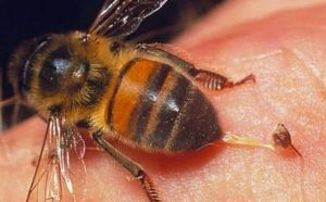 Pourquoi rêver de piqûre de bourdon ?