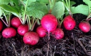 Pourquoi rêver de planter des radis ?
