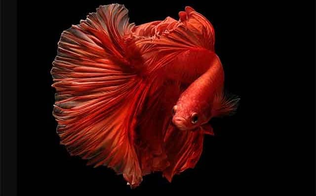 Rêver de poisson rouge