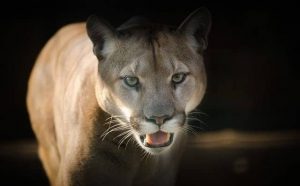 Pourquoi rêver de puma ?