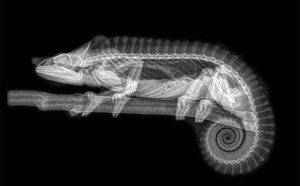 Pourquoi rêver de radiographie ?