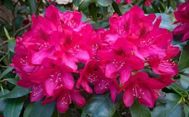 Rêver de rhododendron