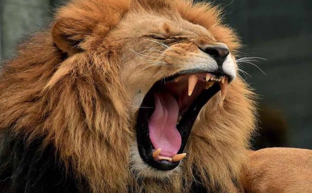 Pourquoi rêver de rugissements d'un Lion ?