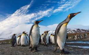 Pourquoi rêver de sauver des pingouins ?