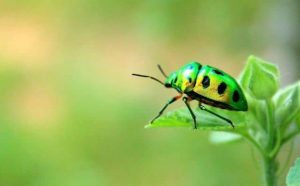Pourquoi rêver de scarabée ?