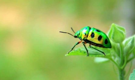 Pourquoi rêver de scarabée ?