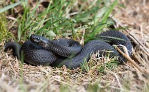 Pourquoi rêver de serpent noir ?