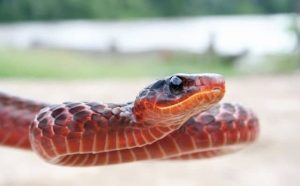 Pourquoi rêver de serpent rouge qui attaque ?