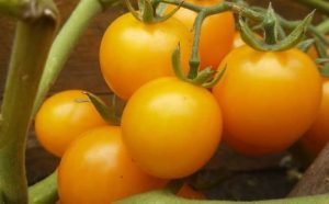 Pourquoi rêver de tomates jaunes ?