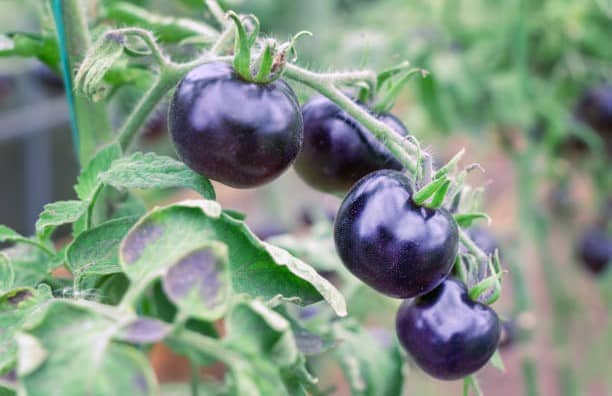 Rêver de tomates noires