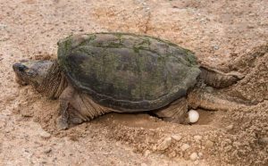 Pourquoi rêver de tortue en Islam ?