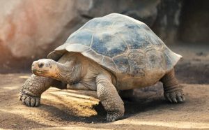 Pourquoi rêver de tortues ?