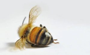 Pourquoi rêver de tuer un bourdon ?
