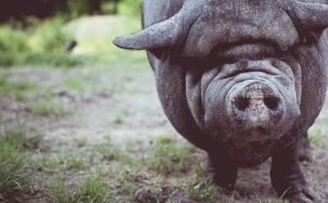 Pourquoi rêver de tuer un cochon ?