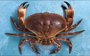 Pourquoi rêver de tuer un crabe ?