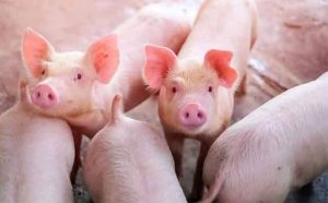 Pourquoi rêver de voir un cochon ?
