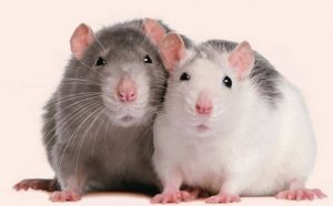 Pourquoi rêver de vomir un rat ?