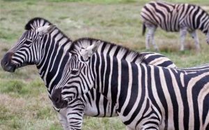 Pourquoi rêver de zèbre en Islam ?