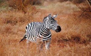 Pourquoi rêver de zèbre qui me poursuit ?
