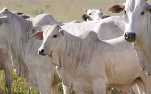 Pourquoi rêver de zébus ?