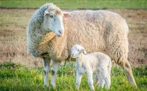 Pourquoi faire le rêve de mouton en psychologie ?