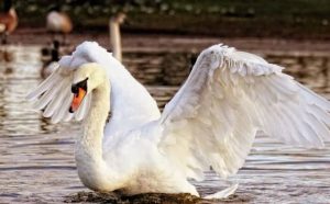 Pourquoi rêver d'une attaque de cygne ?