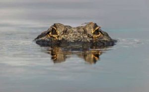 Pourquoi rêver d'un alligator dans l'eau ?
