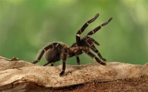 Pourquoi rêver d'araignée sauteuse ?