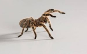 Pourquoi rêver d'araignées ?