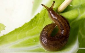 Pourquoi rêver d'écraser des limaces ?