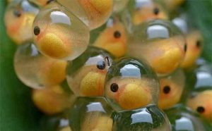 Pourquoi rêver d'oeufs de poisson ?