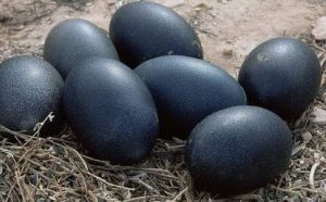 Pourquoi rêver d'oeufs noirs ?