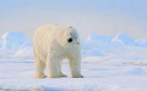 Pourquoi rêver d'ours polaire blanc ?