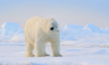Pourquoi rêver d'ours polaire blanc ?