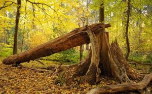 Pourquoi rêver d'un arbre qui tombe ?