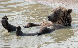 Pourquoi rêver d'ours de compagnie ?