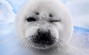Pourquoi rêver de bébés phoques ?