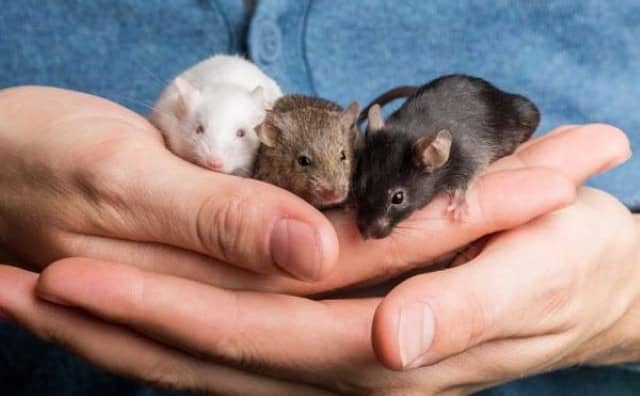 Rêver de bébés rats