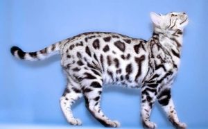 Pourquoi rêver de chat du Bengal ?