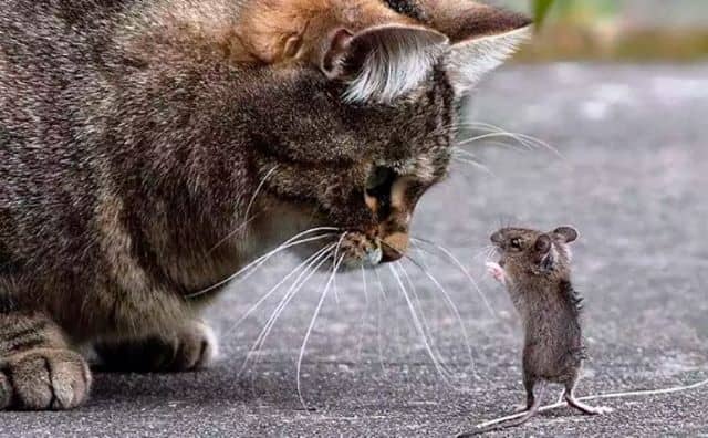 Rêver de chat et de rat