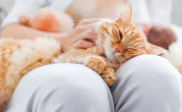 Pourquoi rêver de chat sur les genoux ?