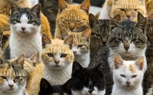 Pourquoi rêver de chats ?