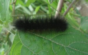 Pourquoi rêver de chenille noire ?