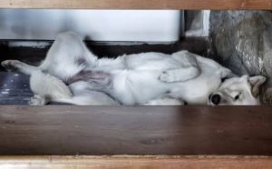 Pourquoi rêver de chien heureux ?