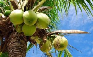 Pourquoi rêver de cocotier ?