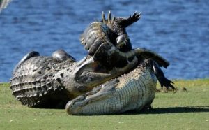Pourquoi rêver de combattre des crocodiles ?