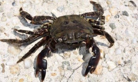 Pourquoi rêver de crabes noirs ?