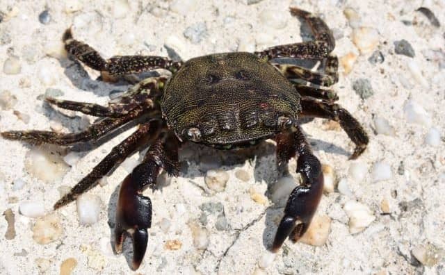 Pourquoi rêver de crabes noirs ?